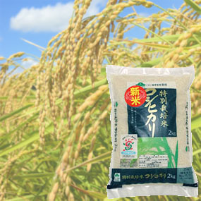 稲穂の写真に米の袋の写真を合成した商品写真